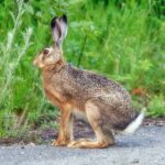 #Ziemia Święta #Pielgrzymki #Komisariat Ziemi Świętej #Flora i Fauna